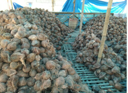 kelapa tua