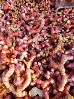 laja merah