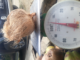 kelapa tua kupas