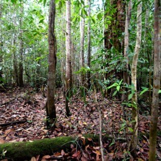 JUAL TANAH BESERTA TANAMAN (KARET PERTANIAN)