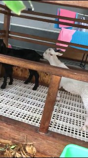 alas kandang domba & kambing