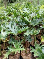 jual tanaman philodendron 