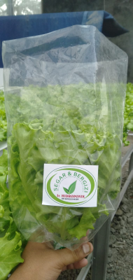 sayur selada hidroponik