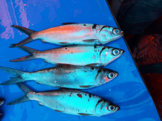 Ikan Banden (Bolu)