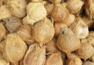 Kelapa Tua