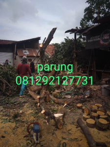 jasa pangkas pohon parung 
