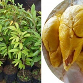 Bibit Durian Musang King | Bibit Durian Raja Buah