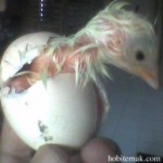 Jual DOC atau bibit Ayam Kampung Super/Joper Untuk Wilayah Nusa Tenggara