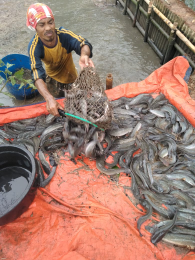 ikan lele BS