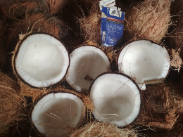 kelapa