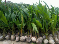 bibit kelapa hibidra/genjah