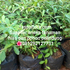 jual pohon lee kwan yew.08.12.92.12.77.31
