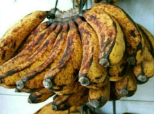 jual pisang barangan