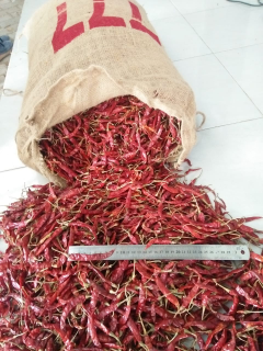 cabai teja best
