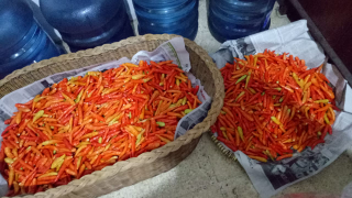 cabai rawit merah