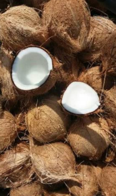 jual kelapa
