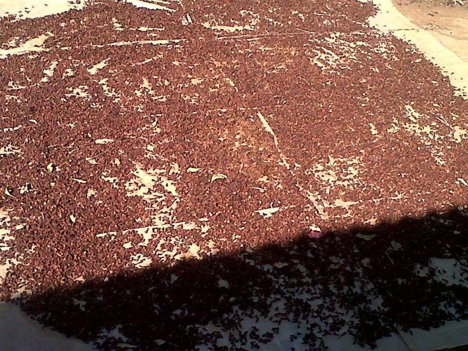 jual Cengkeh Kering secara Partai