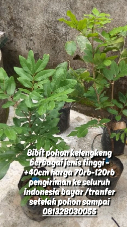 bibit pohon kelengkeng