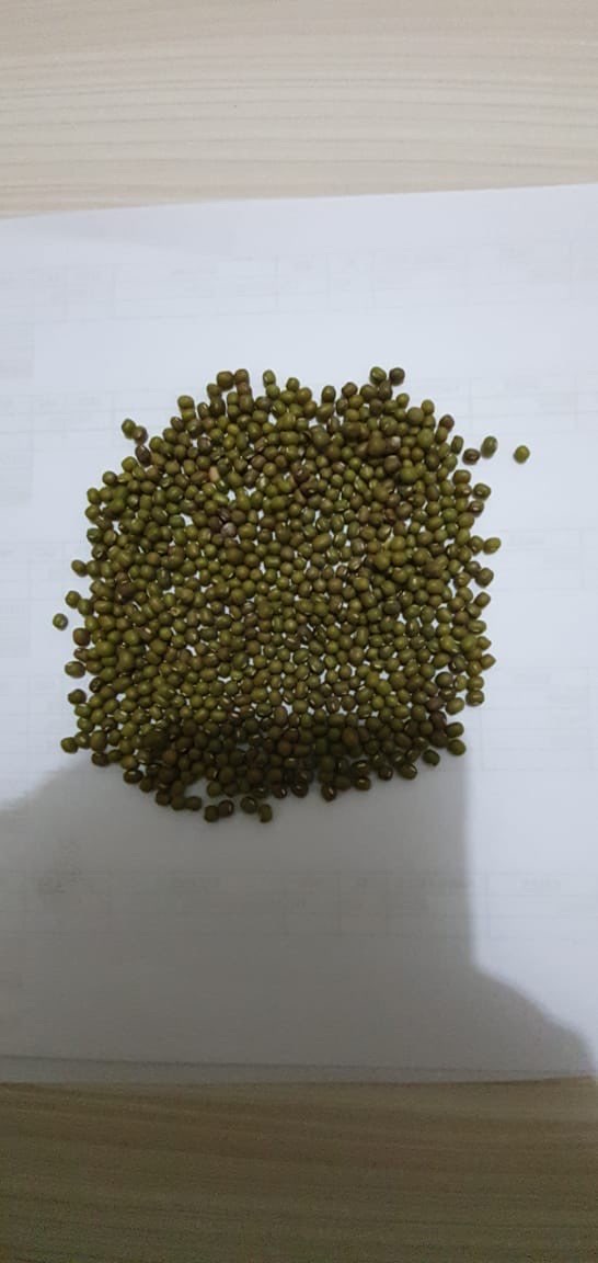 KACANG HIJAU SIAP PAKAI TOGE MAKANAN KULINER FOOD INDUSTRIES
