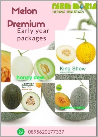 buah melon