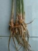 bahan baku herbal