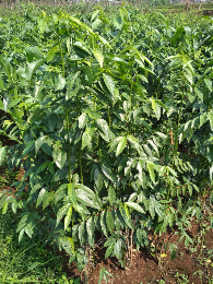 penyedia utama DAUN KATUK BASAH DAN KERING