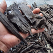 kayu gaharu