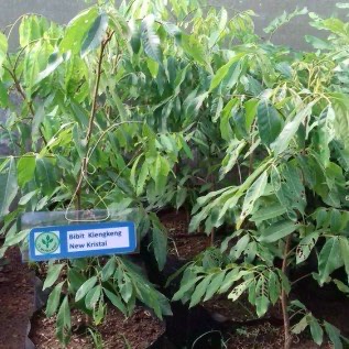 Bibit Kelengkeng Kristal Super berkualitas harga murah