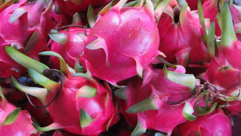 Buah naga