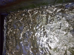 Ikan Lele
