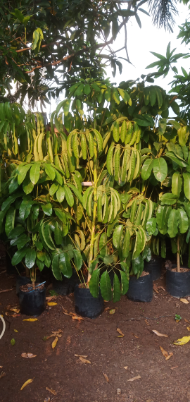 Jual Pohon Wali songo /