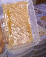 madu sarang asli