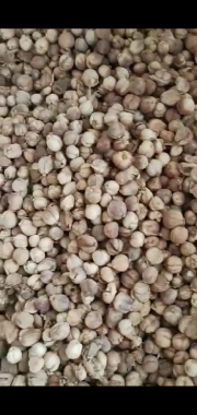 jual cepat kapulaga Surabaya