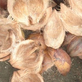 COCO FIBER / SABUT KELAPA