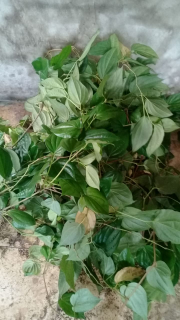 Daun Sirih