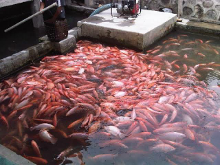 IKAN NILA / IKAN MAS / IKAN LELE, DLL