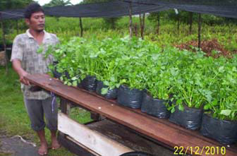 jual daun seledri