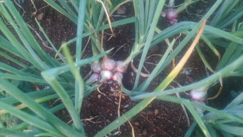 Bawang merah Garut asli