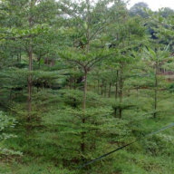 jual pohon ketapang kencana 