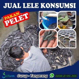 Jual Lele Konsumsi Stok Rutin Ada Tiap Hari Curug Tangerang