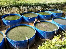 jual kolam terpal lele