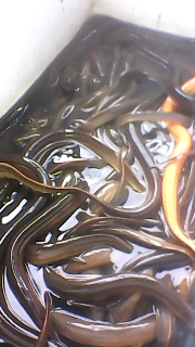 Belut hasil tangkap alam