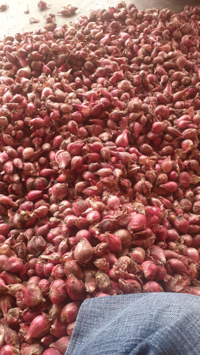 Bawang Merah Brebes