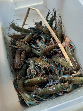 jual lobster air tawar solo