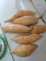 ubi madu cilembu