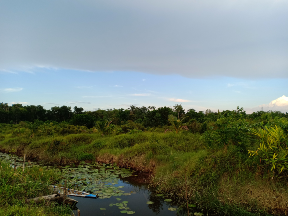 kebun kelapa