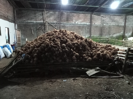 jual kelapa tua