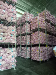 Jual Bawang Putih Honan/Banci COD Jabodetabek