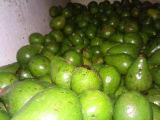 Alpukat Mentega Lokal