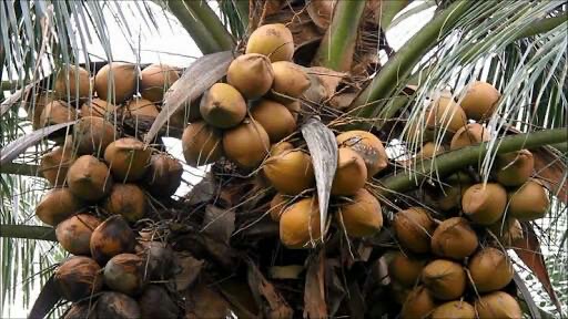kelapa tua